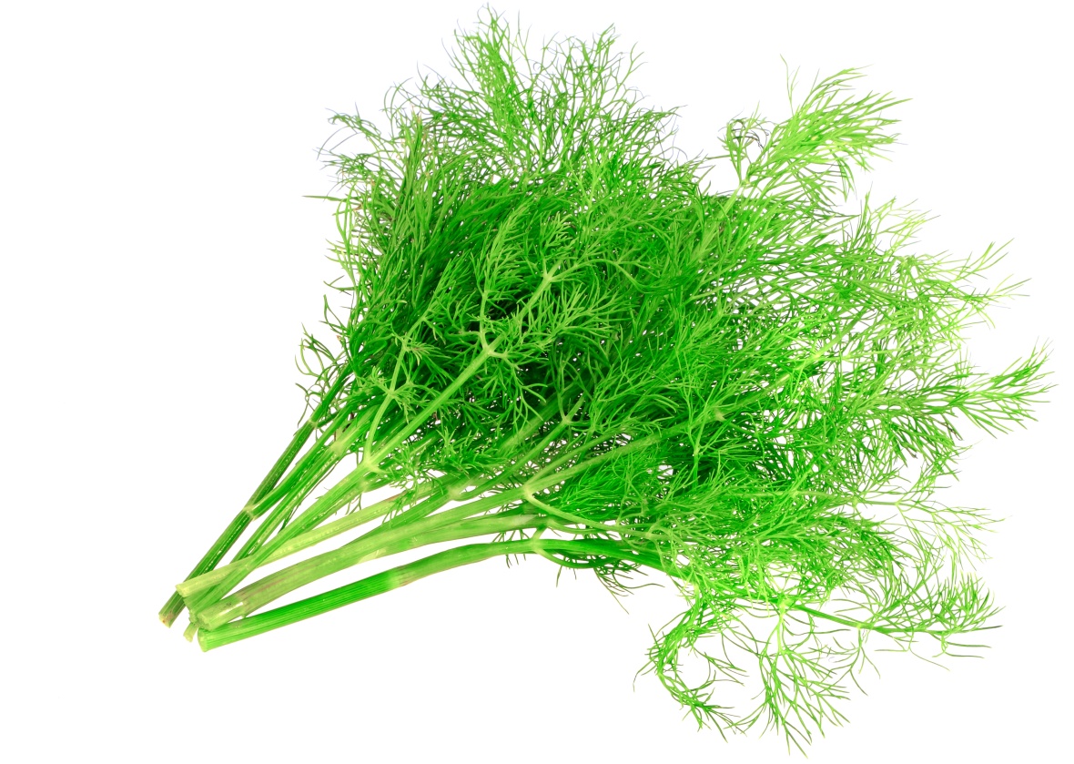 Bunch of dill on white background. Isolated
